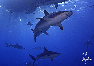 The dinner bell rings with the arrival of the boat bearin... by Steven Anderson 